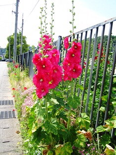 red flower.JPG